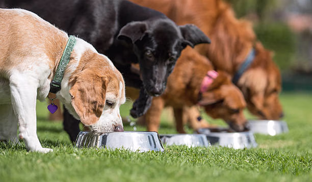 Happy dogs ready for fresh food